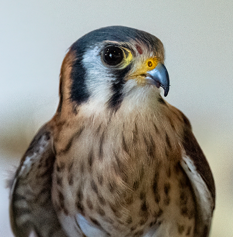 An American Kestrel